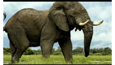 تفسير حلم رؤية الفيل في المنام